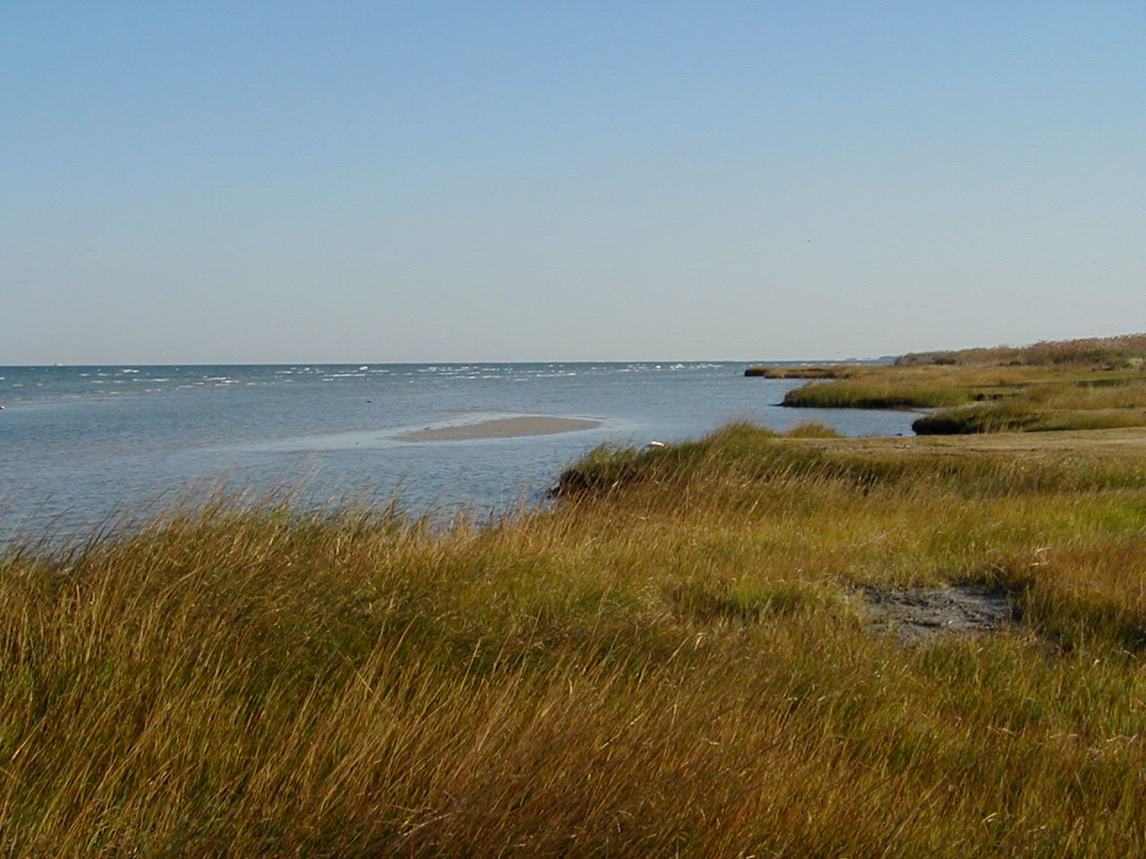 Tidal Wetlands